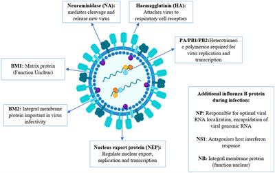 A comprehensive review of influenza B virus, its biological and clinical aspects